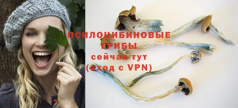 Псилоцибиновые грибы Psilocybe  Кирс 